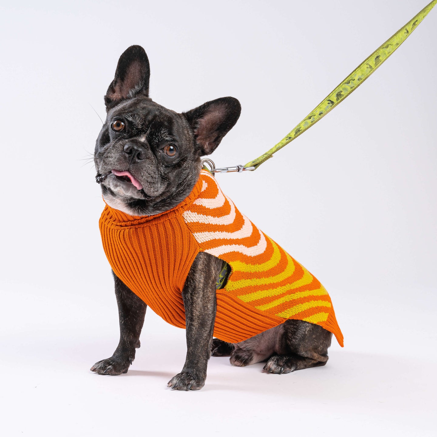Sound Wave Dog Knit Sweater On Dog 