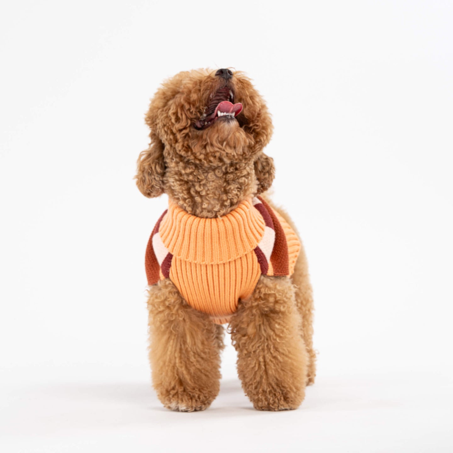 Stripe Dot Dog Sweater