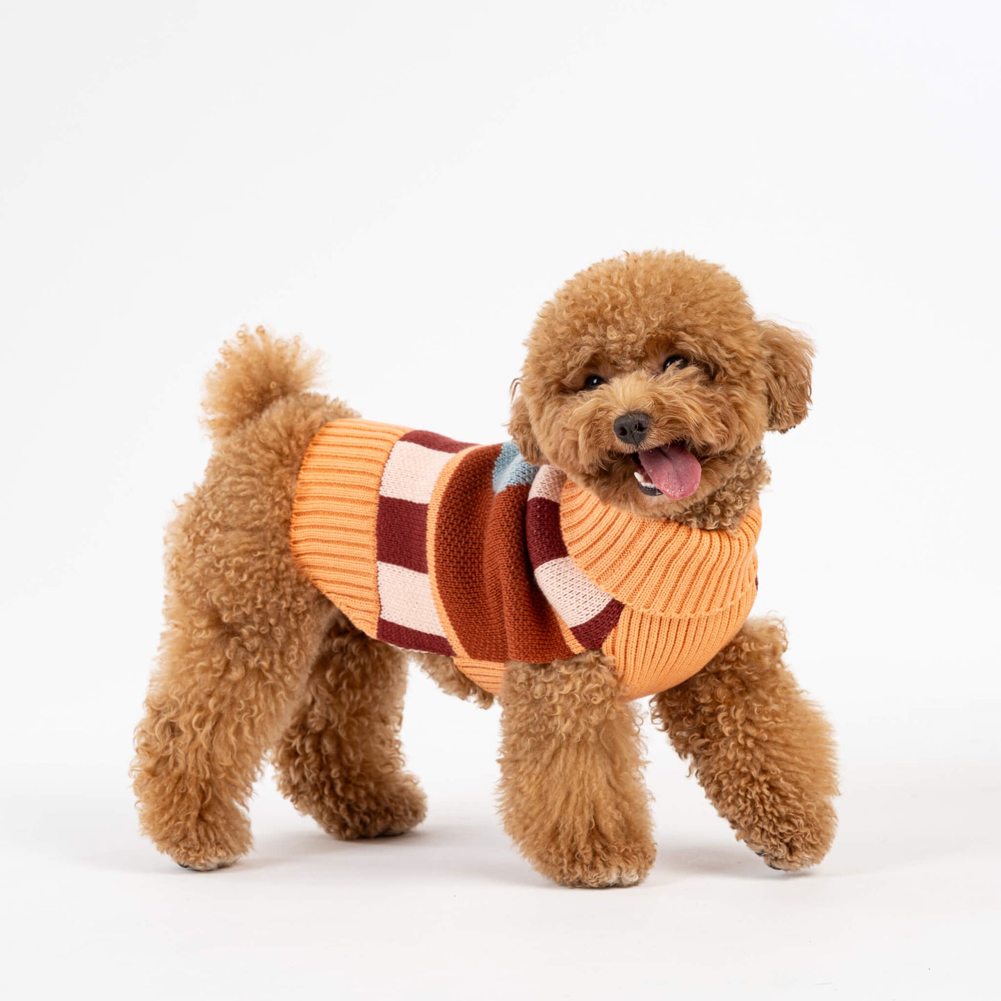 Stripe Dot Dog Sweater