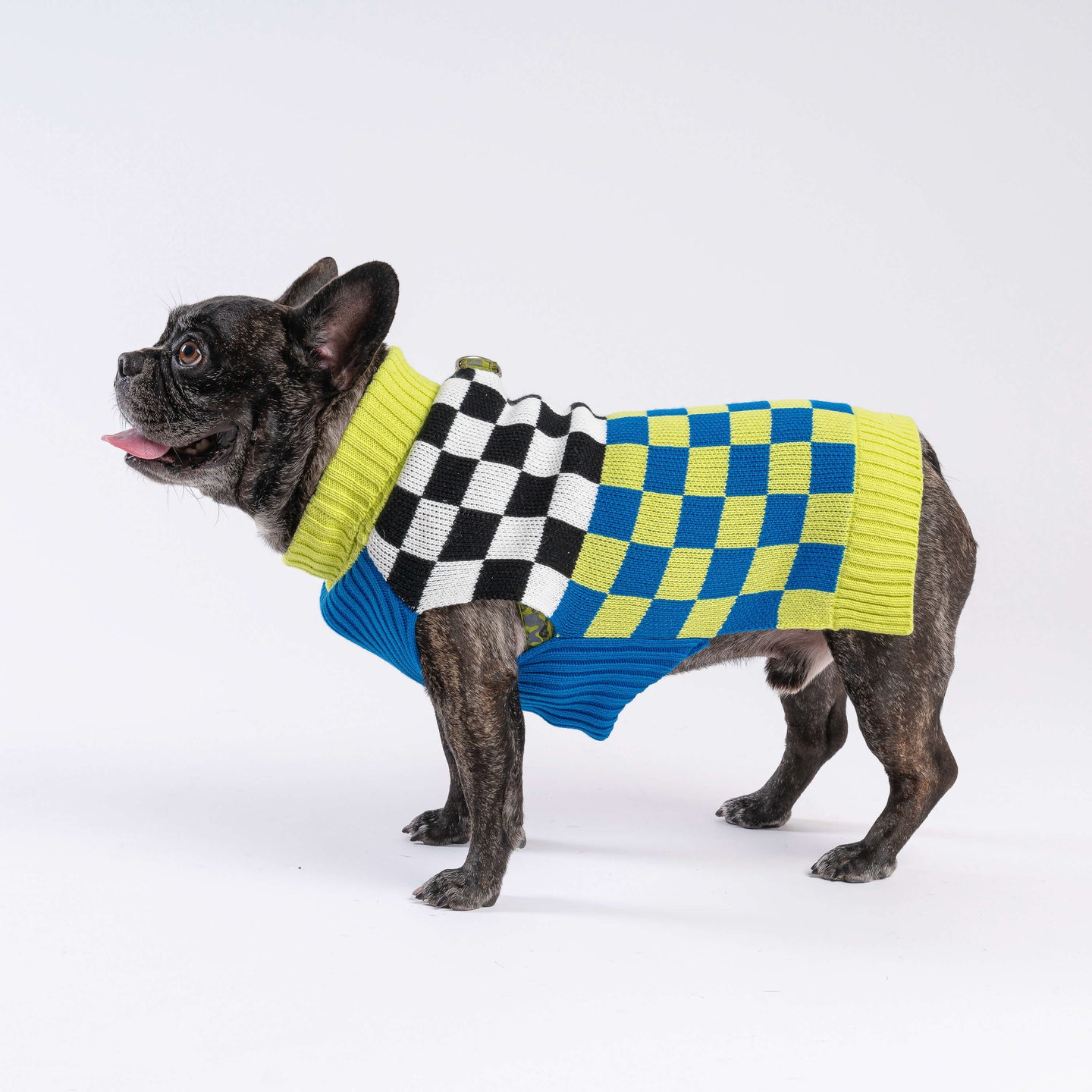 Checkerboard Dog Sweater On Dog 