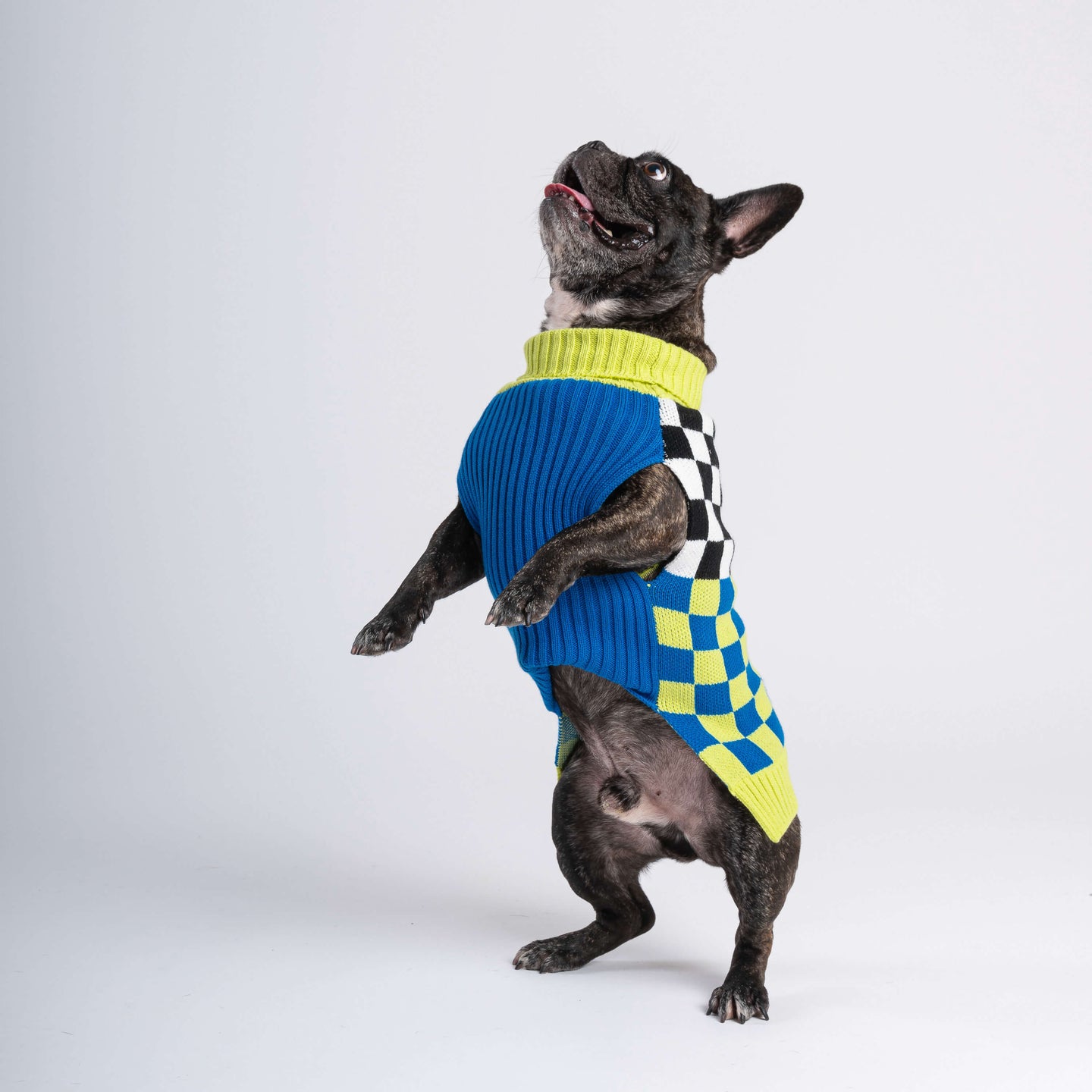 Checkerboard Dog Sweater On Dog Front