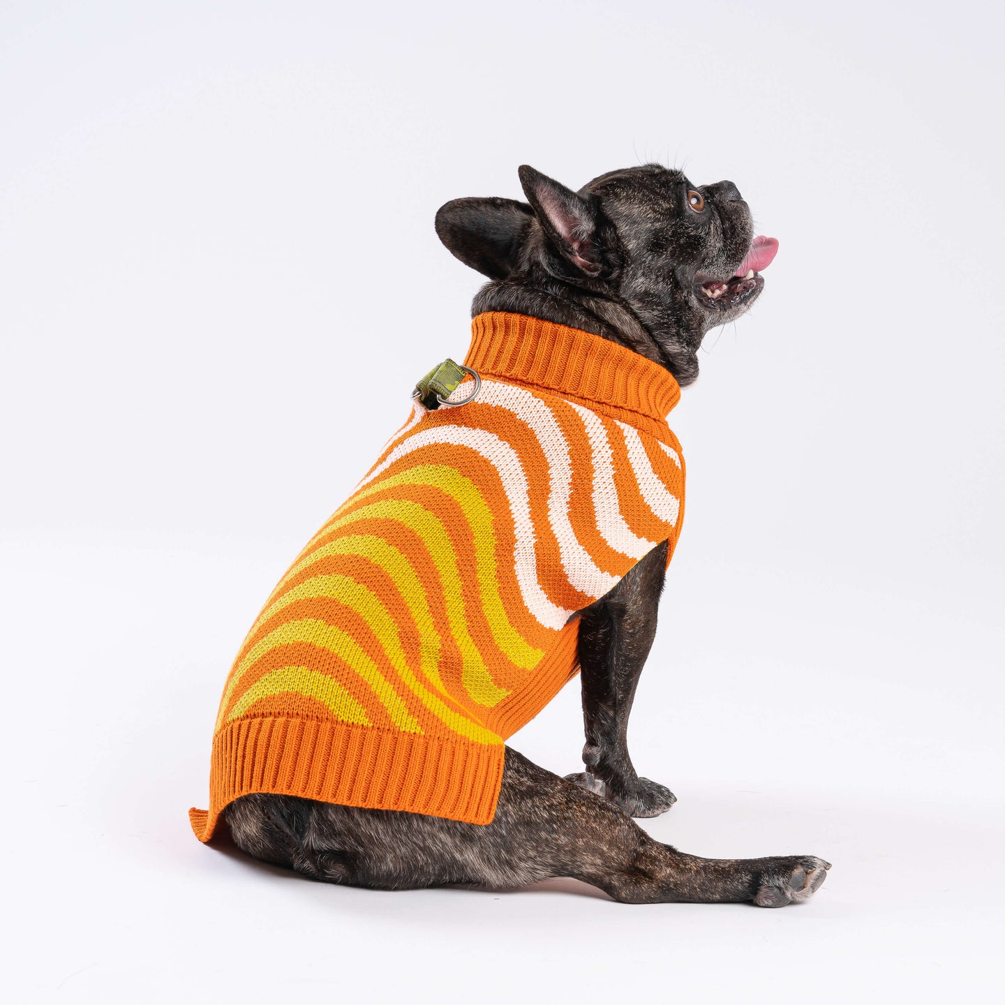 Sound Wave Dog Knit Sweater On Dog 